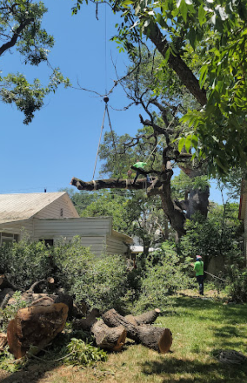 A tree is being cut down by a crane in a backyard.