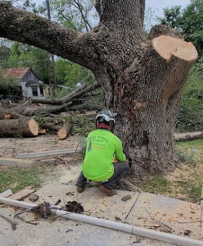 A man is cutting a tree with a chainsaw.