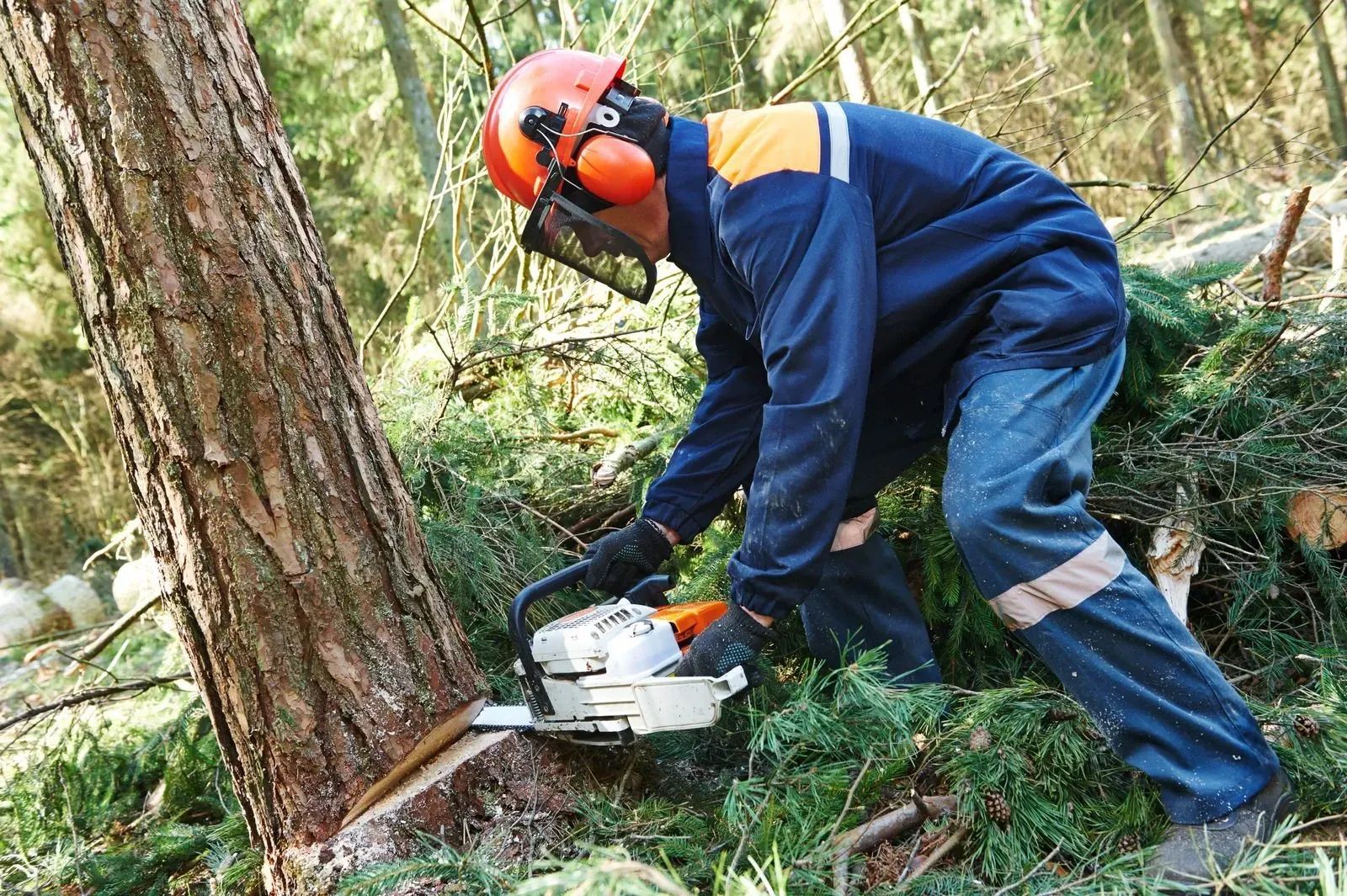Lumberjack in blue jumpsuit with chainsaw cutting a tree trunk in a forest.