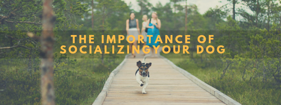 A dog is running down a wooden path with people walking behind it. A dog is running down a wooden path with people walking behind it.