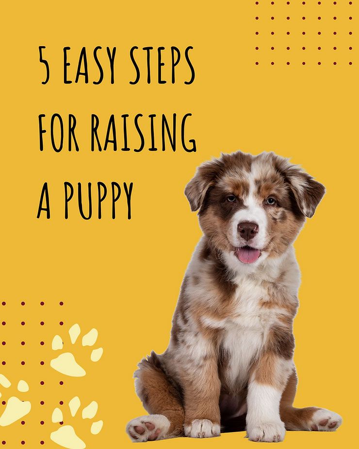 A brown and white puppy is sitting on a yellow background.