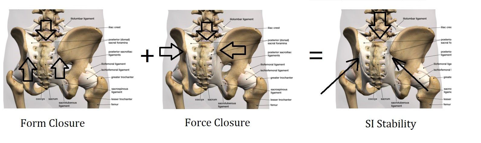 sacroiliac joint biomechanics 