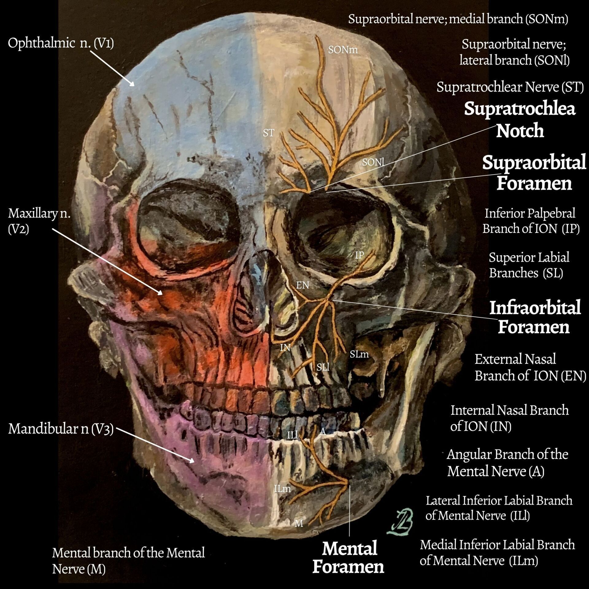 Branches of the Trigeminal nerve