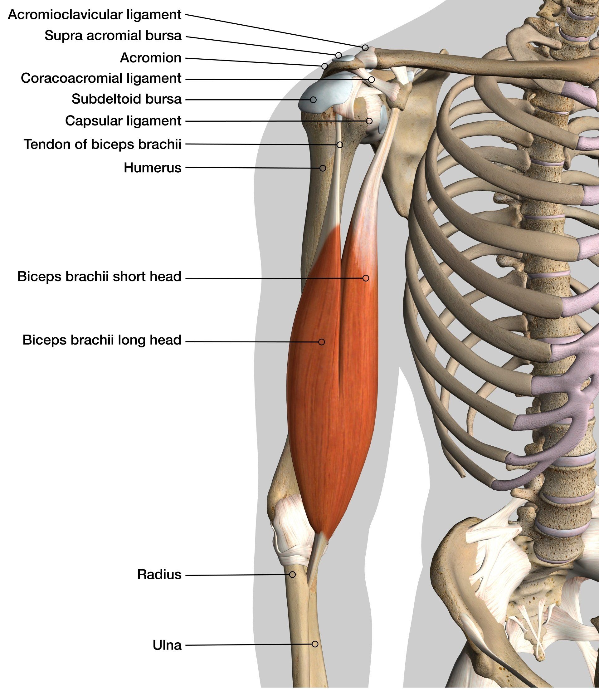 Anatomy of the biceps muscle