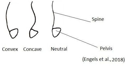 Spinal and pelvic posture