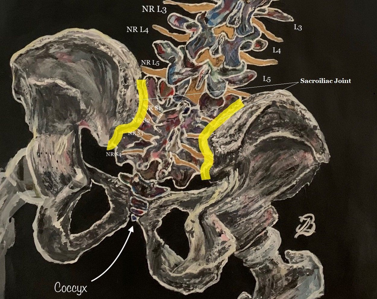 pelvic anatomy