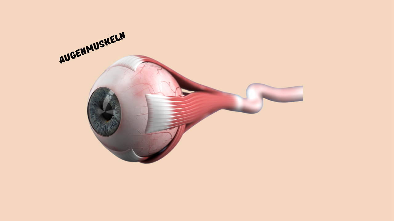 Anatomisches Modell eines Augapfels mit anhängenden Augenmuskeln; hellpfirsichfarbener Hintergrund.
