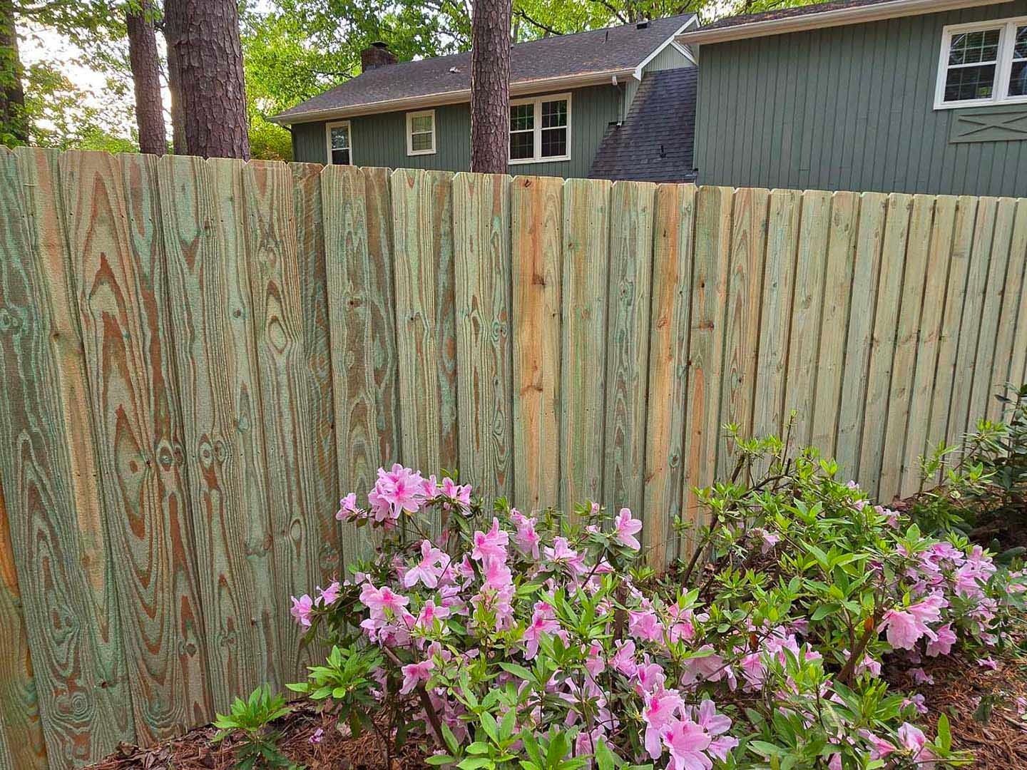 Green wooden fence with pink flowering bushes in front of a house.