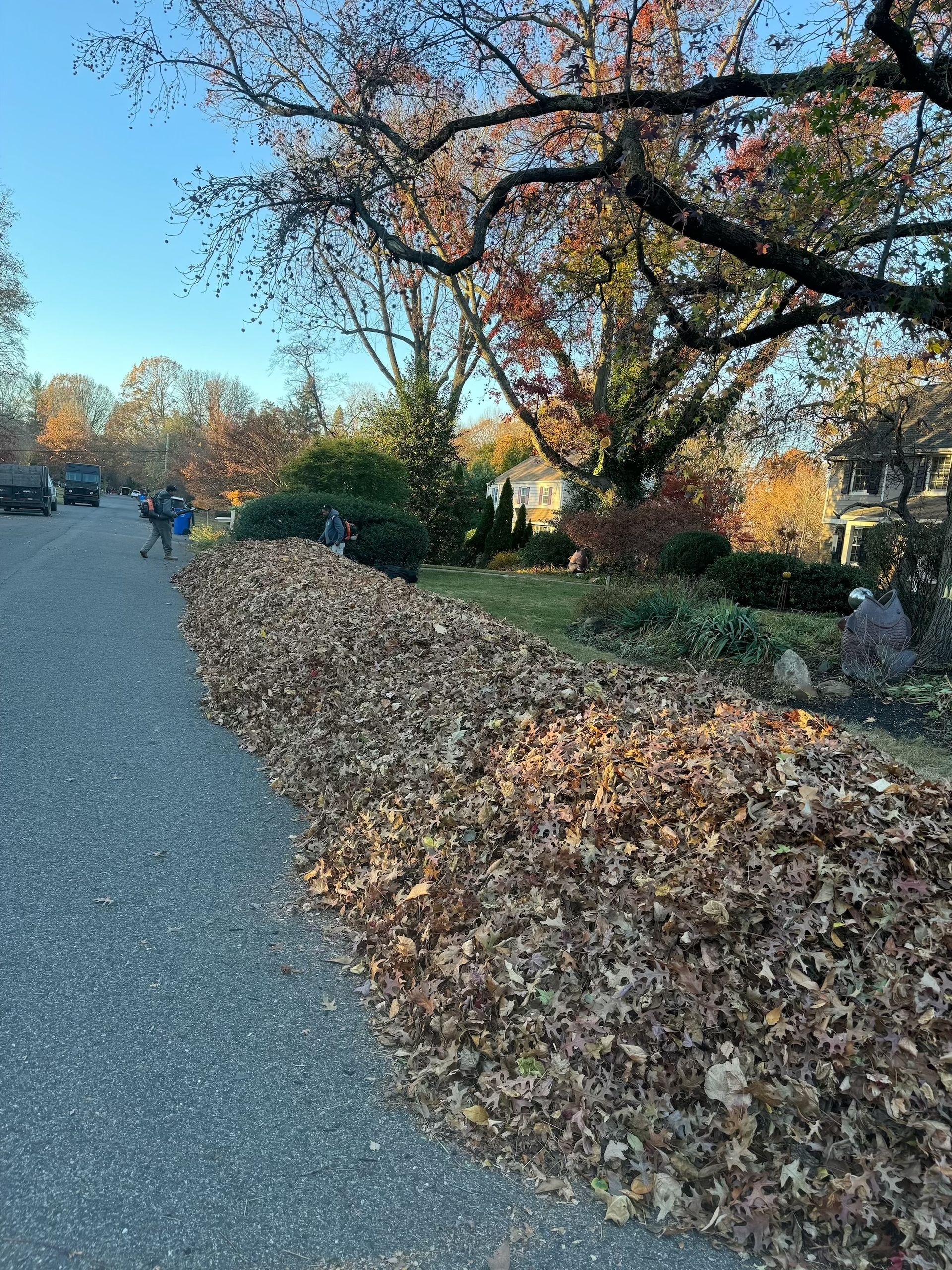 Large pile of brown leaves on a street. A person rakes leaves, trees with autumn colors.