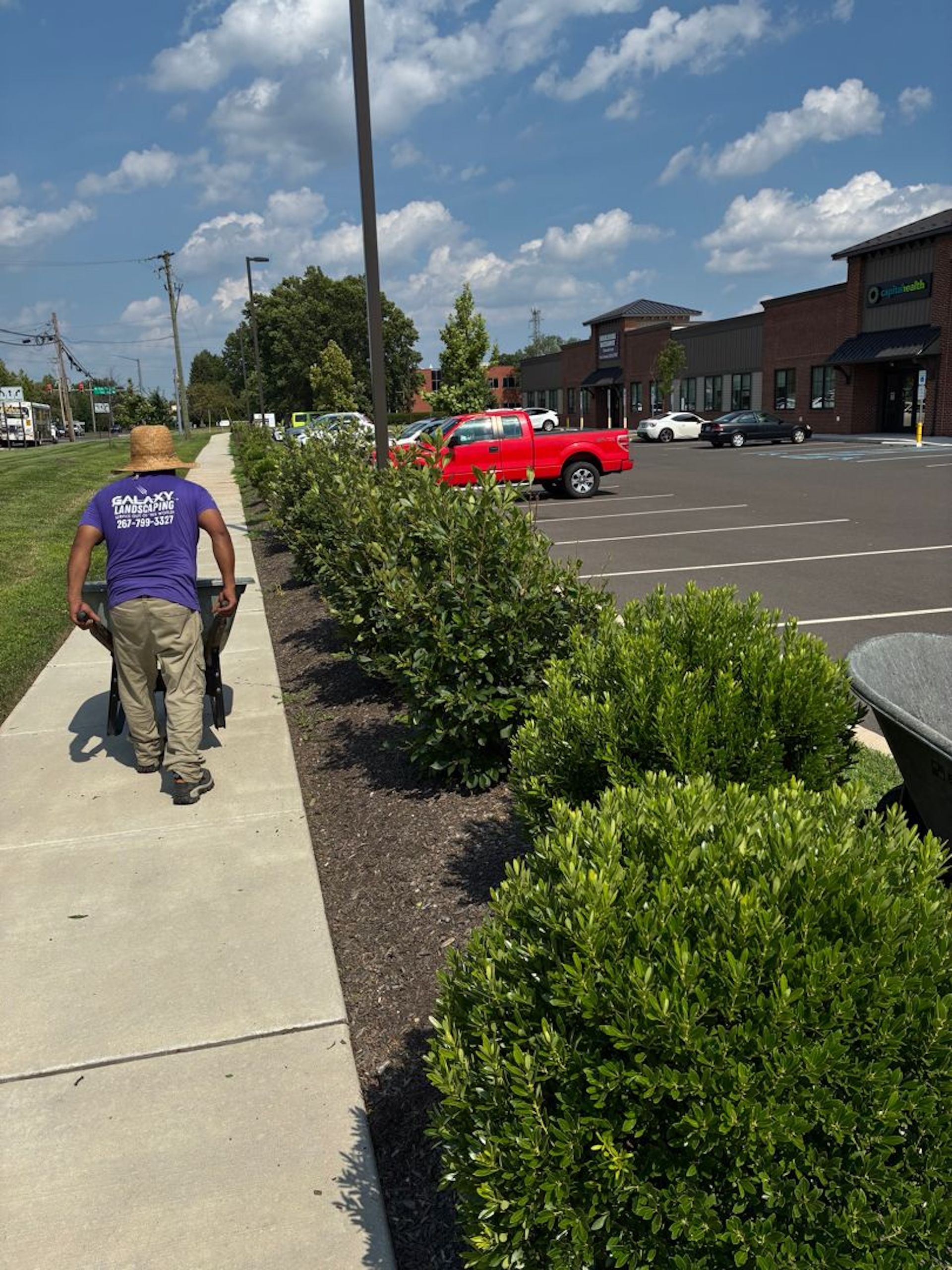Man in purple shirt pushes a cart on a sidewalk next to trimmed bushes, a parking lot, and shops.