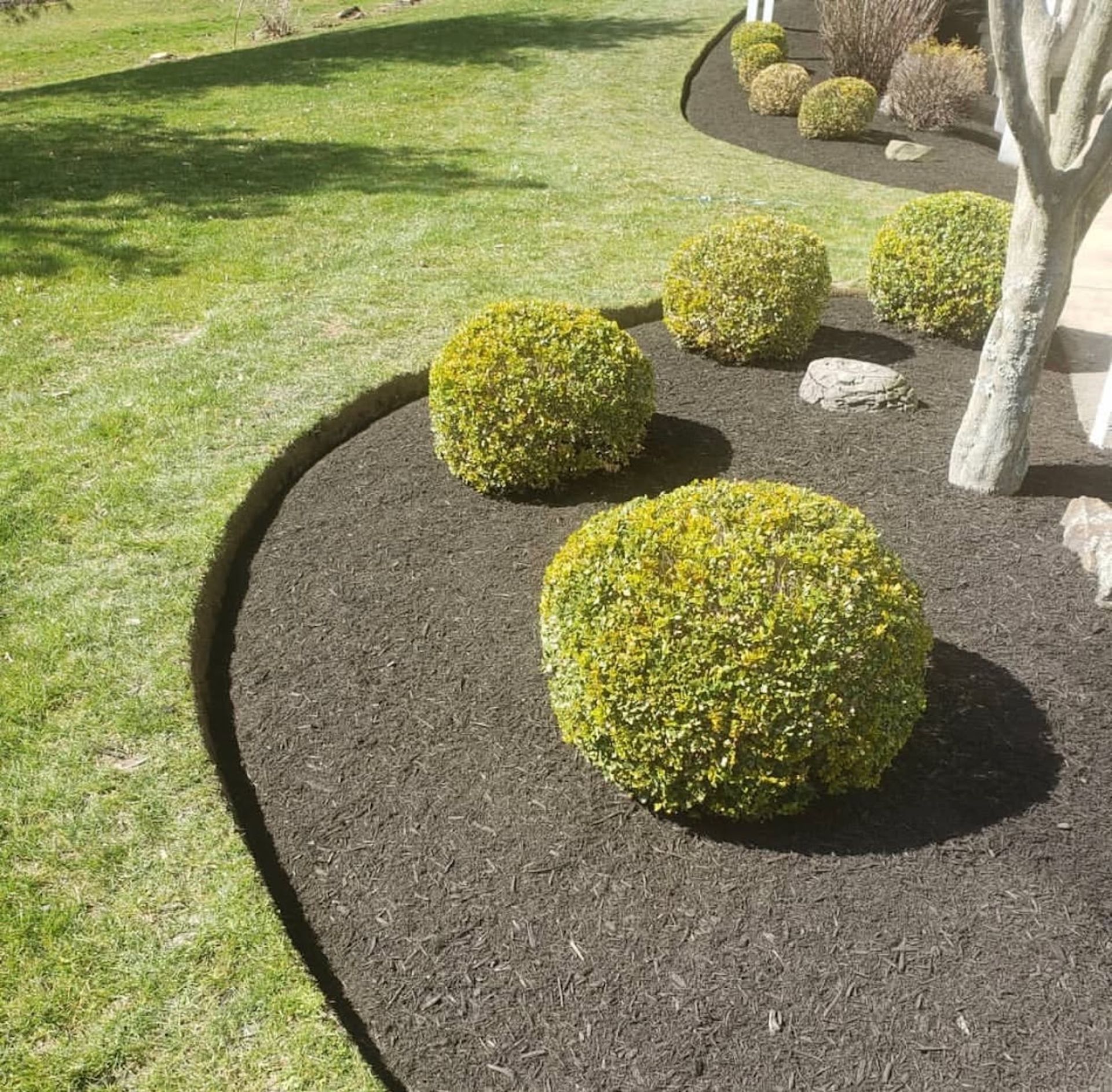 Lush green shrubs in dark mulch border a neatly edged lawn. Sunlight casts shadows.