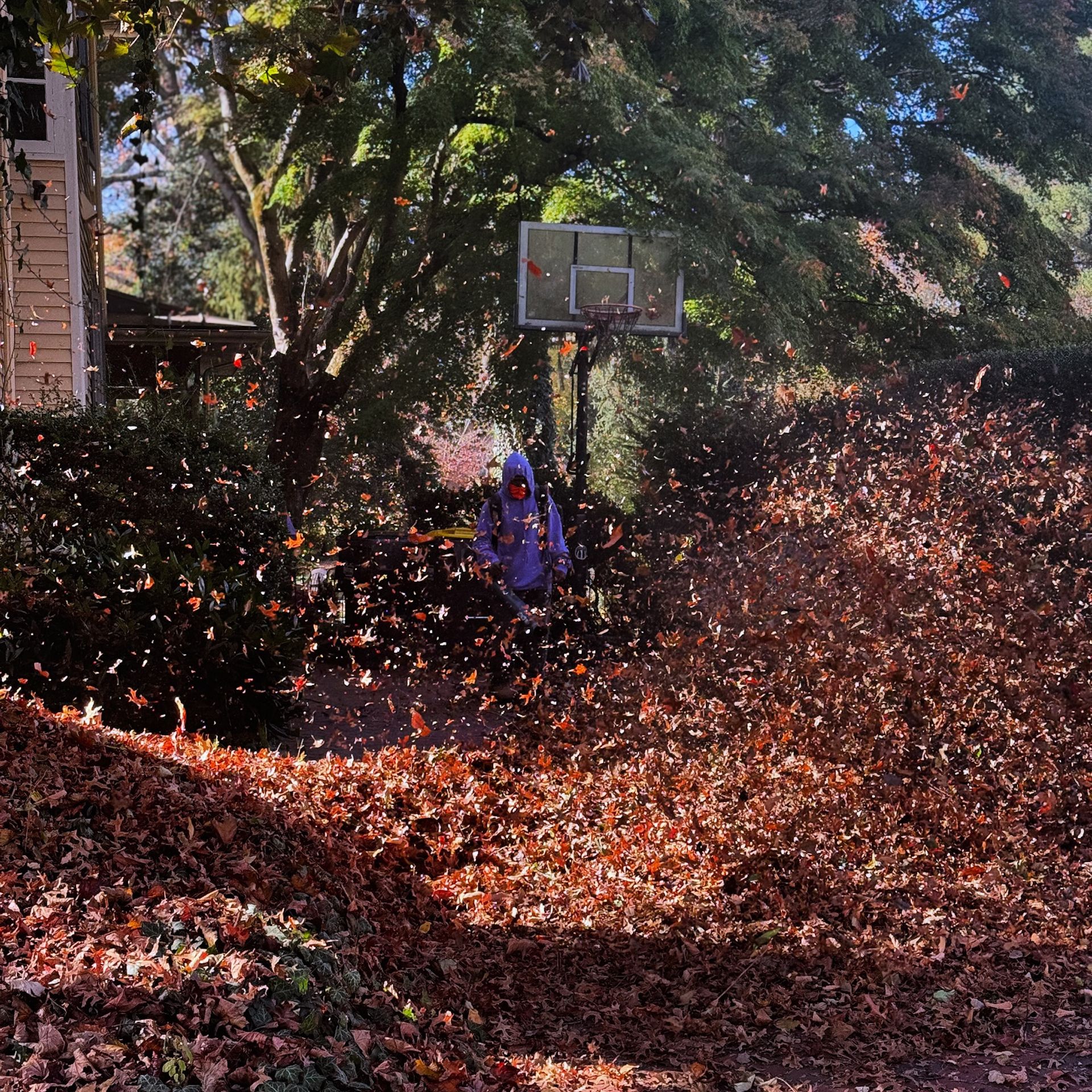 Person using a leaf blower, surrounded by a cloud of leaves near a basketball hoop.