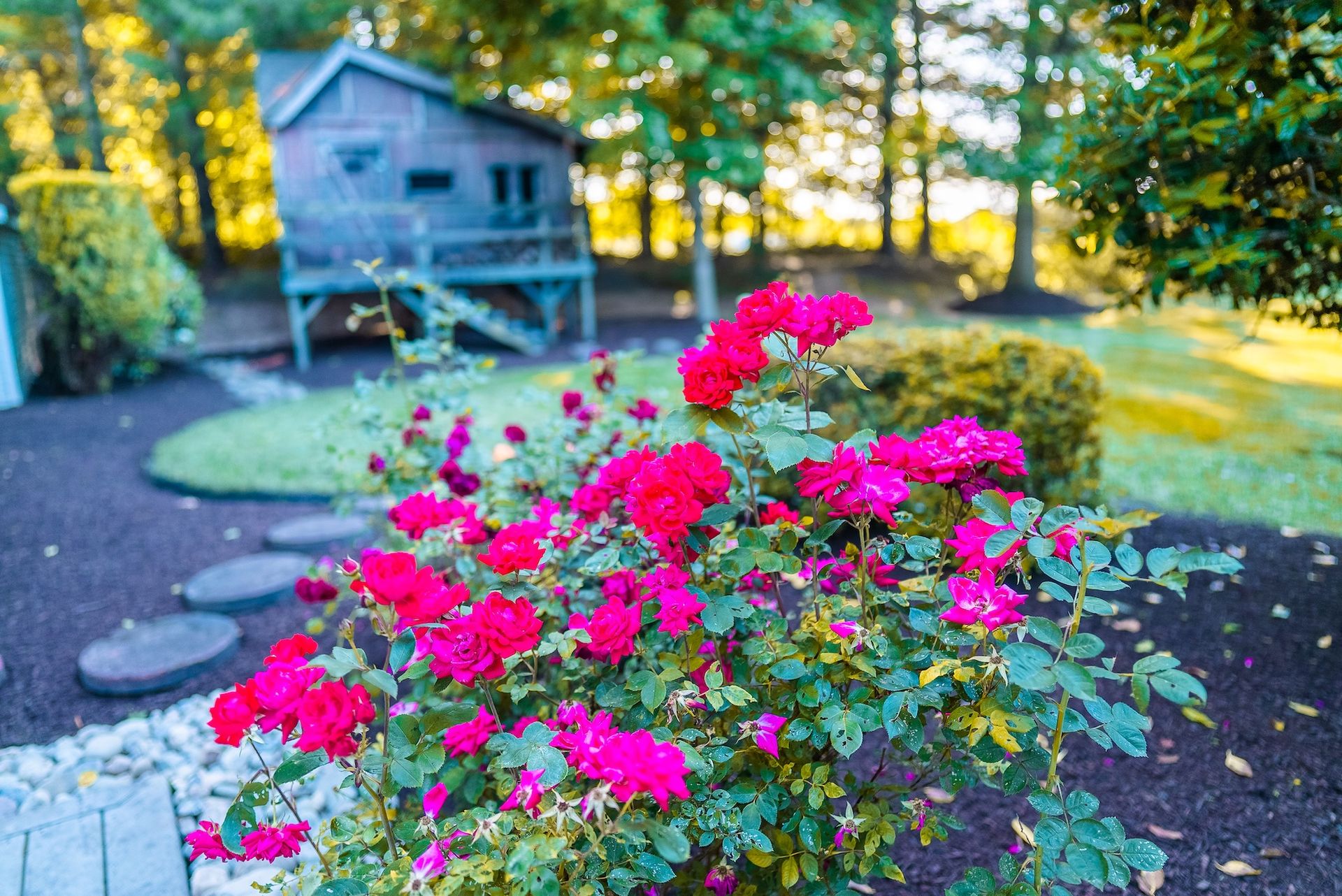 Vibrant pink roses in full bloom in a garden, with a small wooden structure and trees in the background.