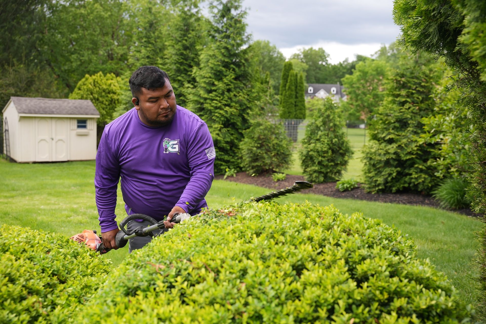 Man in purple shirt trimming bushes with hedge trimmers in a yard.