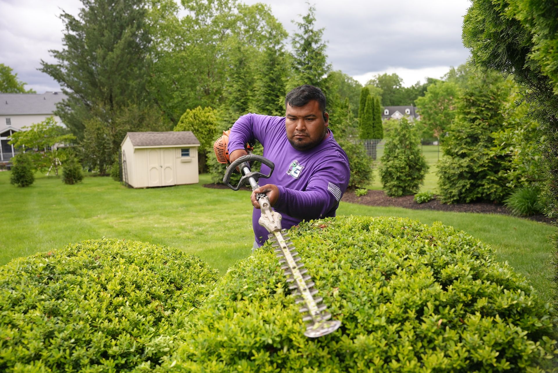 Man in purple shirt trimming bushes with a hedge trimmer in a yard.