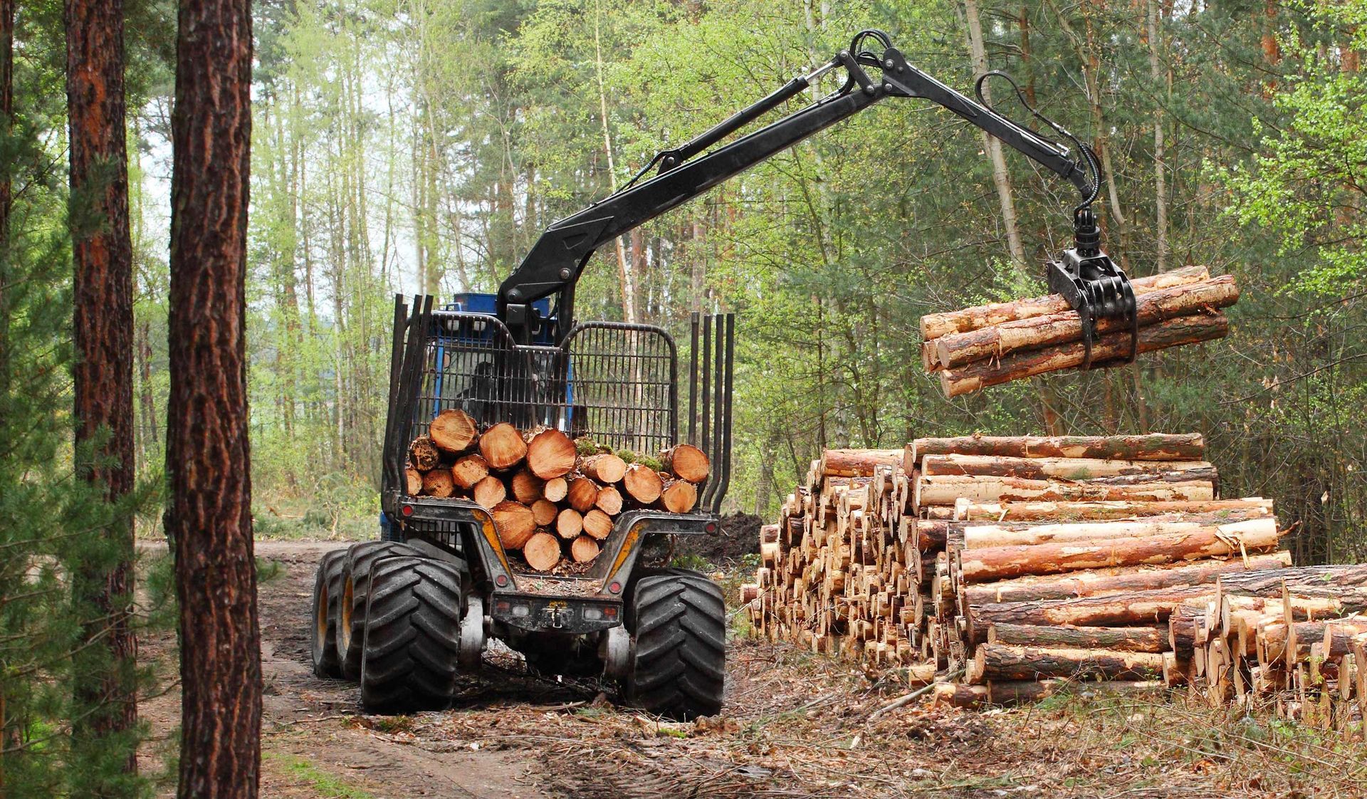 Clearing Forest for Construction New Road — Tonasket, WA — Will Logging & Construction LLC