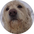 A close up of a dog 's face in a circle.