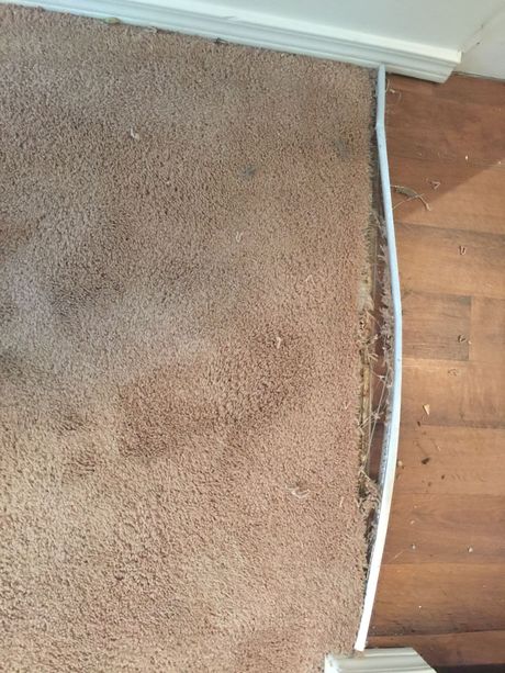 Carpet damaged at transition to hardwood before Carpets by Chris Stretching & Repair fixed it perfectly in Kirkland, WA