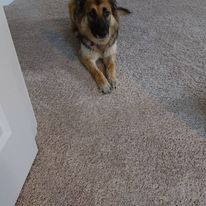 German Shepherd dog lying on light-colored carpet, looking at the viewer.