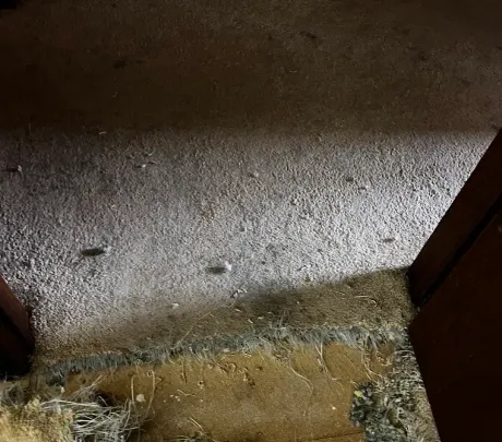 Carpet in doorway damaged from a pet before Carpets by Chris Stretching & Repair fixed it perfectly.
