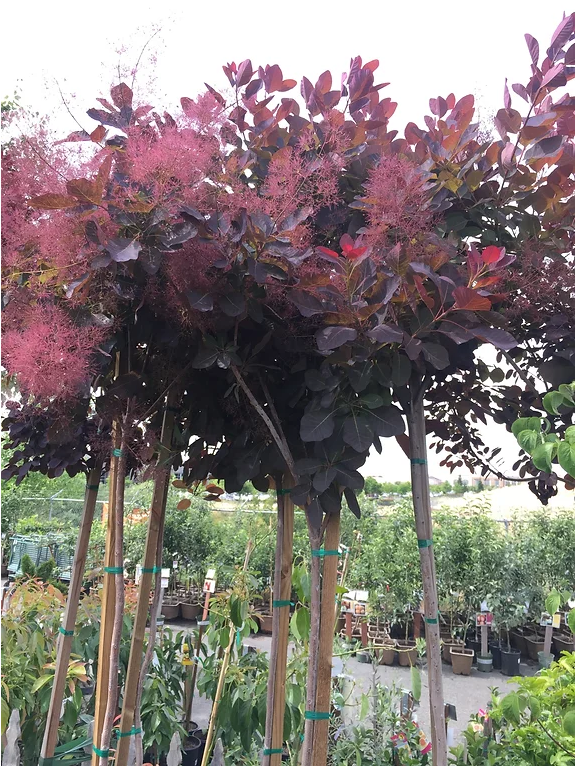 A bunch of trees with purple leaves are in a garden.