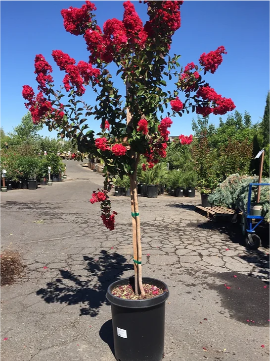 A tree with red flowers in a black pot