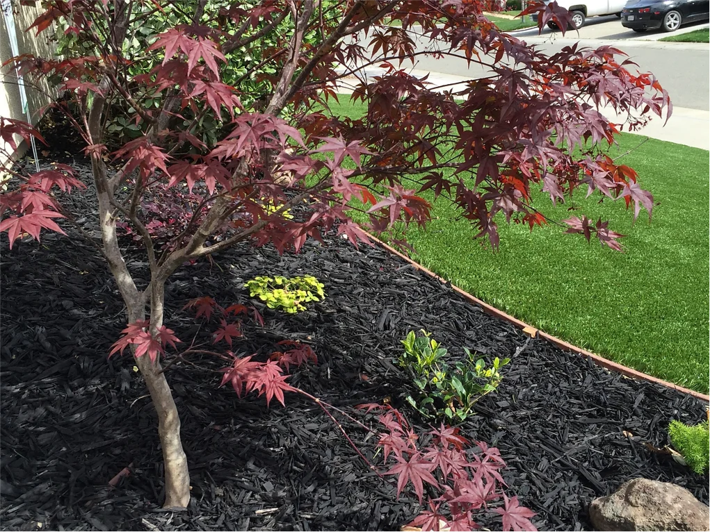 A maple tree with red leaves is growing in a garden.