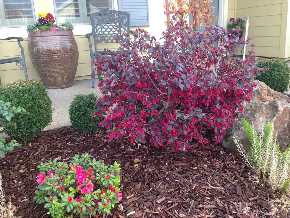 A bush with red flowers is in the middle of a garden.
