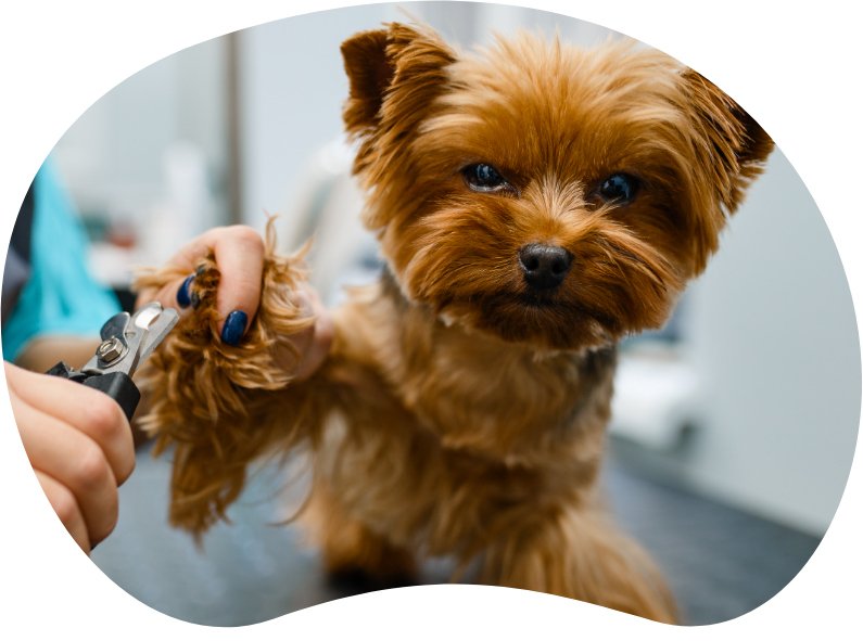 Pet Grooming School in McAllen, Tx Kirey’s Pet Styling Academy