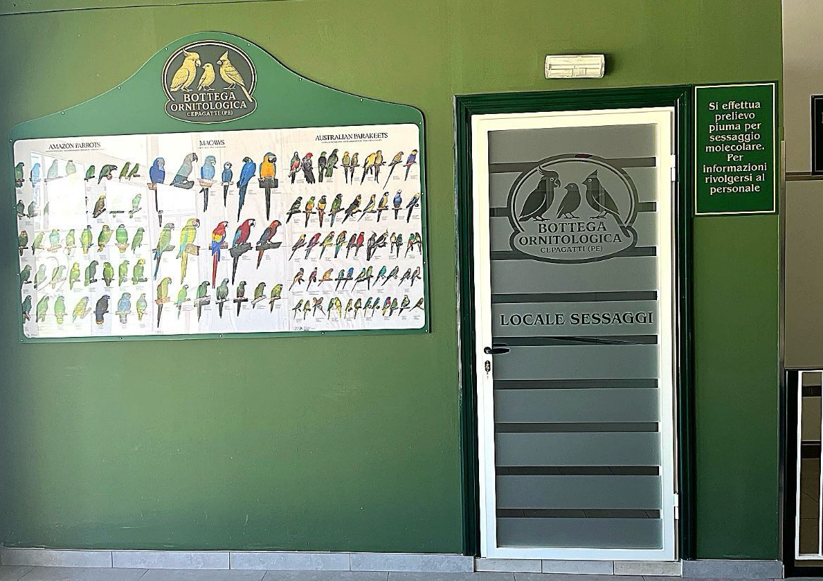 Parete verde con un grande poster, una porta e un piccolo cartello in un'aula o in un corridoio scolastico.
