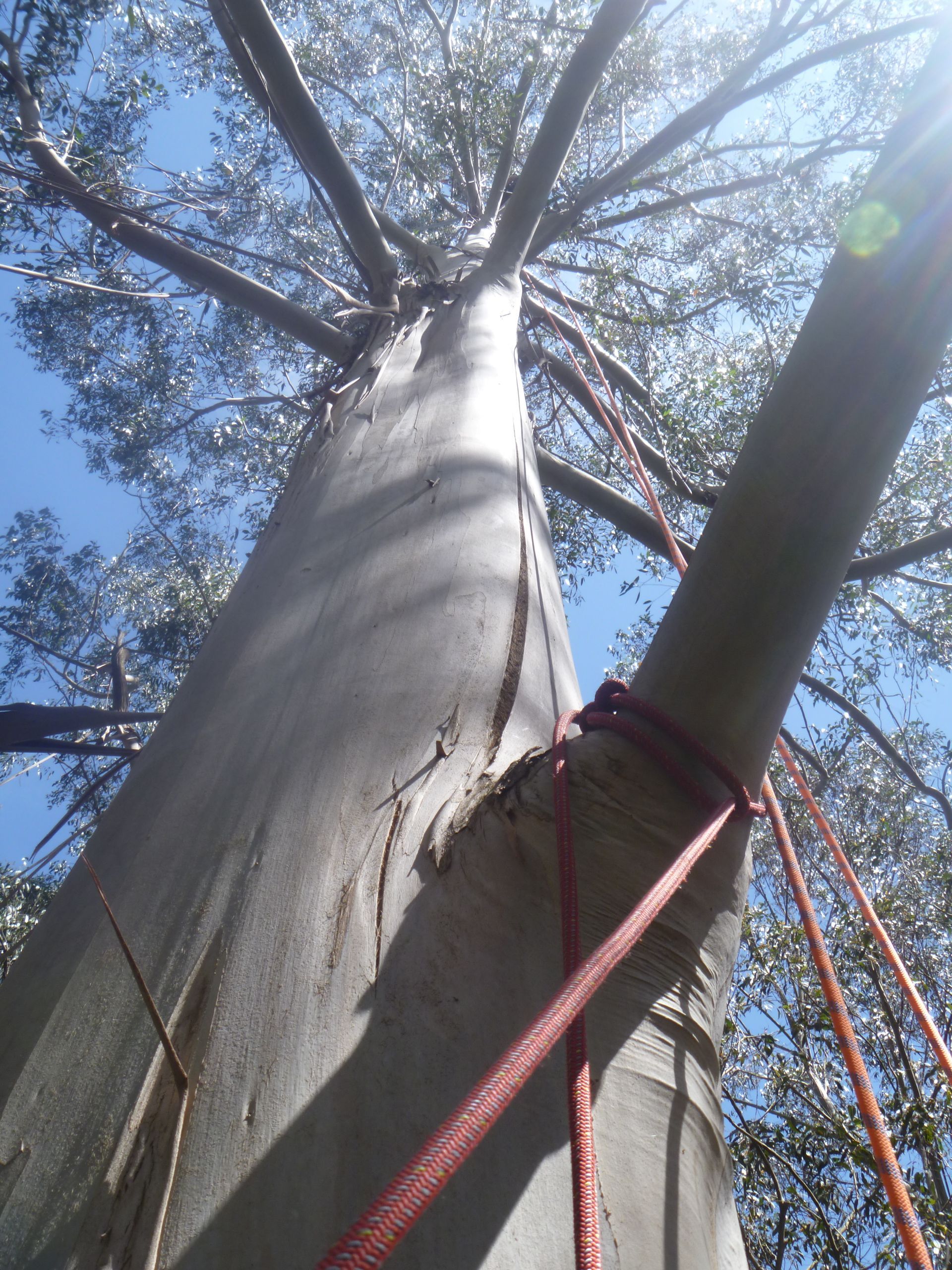 A tall eucalyptus tree viewed from below, with climbing ropes secured around a large branch.