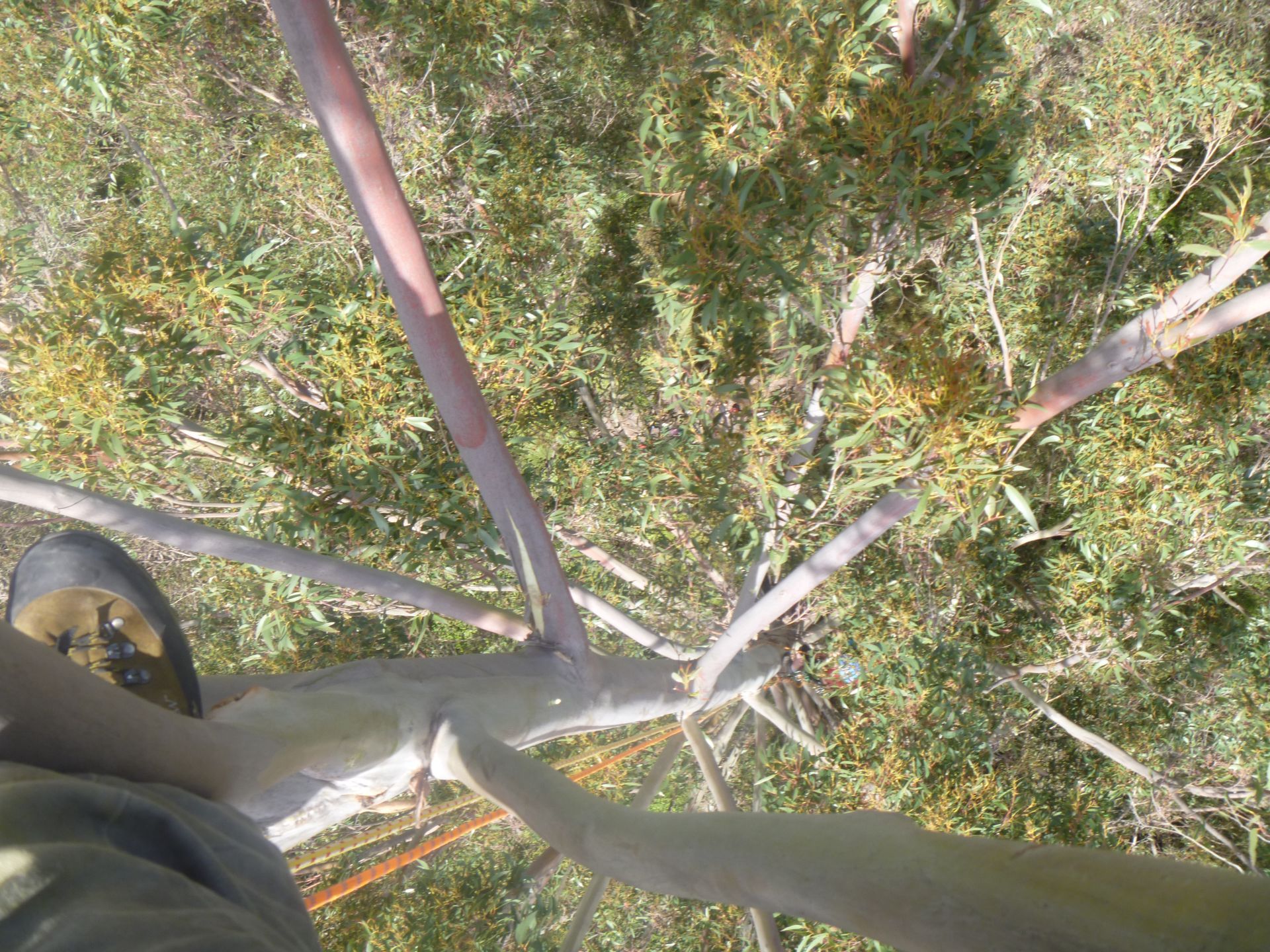 A person's foot and leg are visible while standing on the branch of a tree, looking down at the ground below.