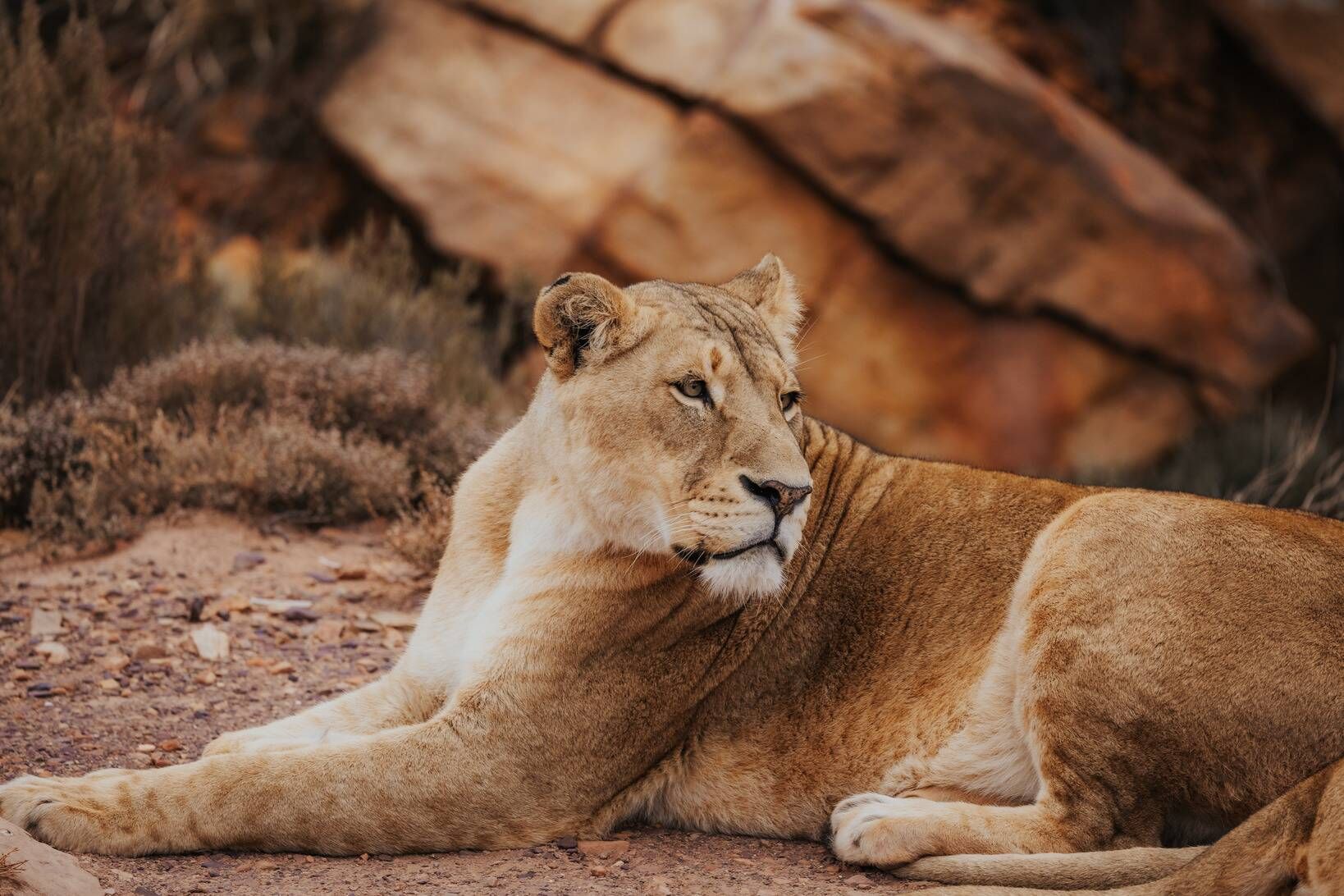 Safari Options at Aquila