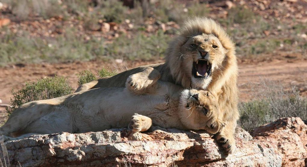 Top Cape Town safari