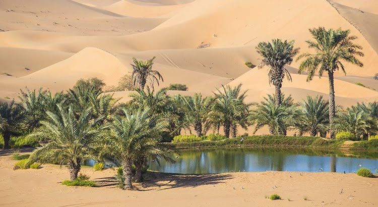 There is a lake in the middle of the desert surrounded by palm trees.