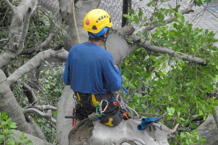 Tree worker in blue shirt and yellow helmet stands among branches with climbing gear.