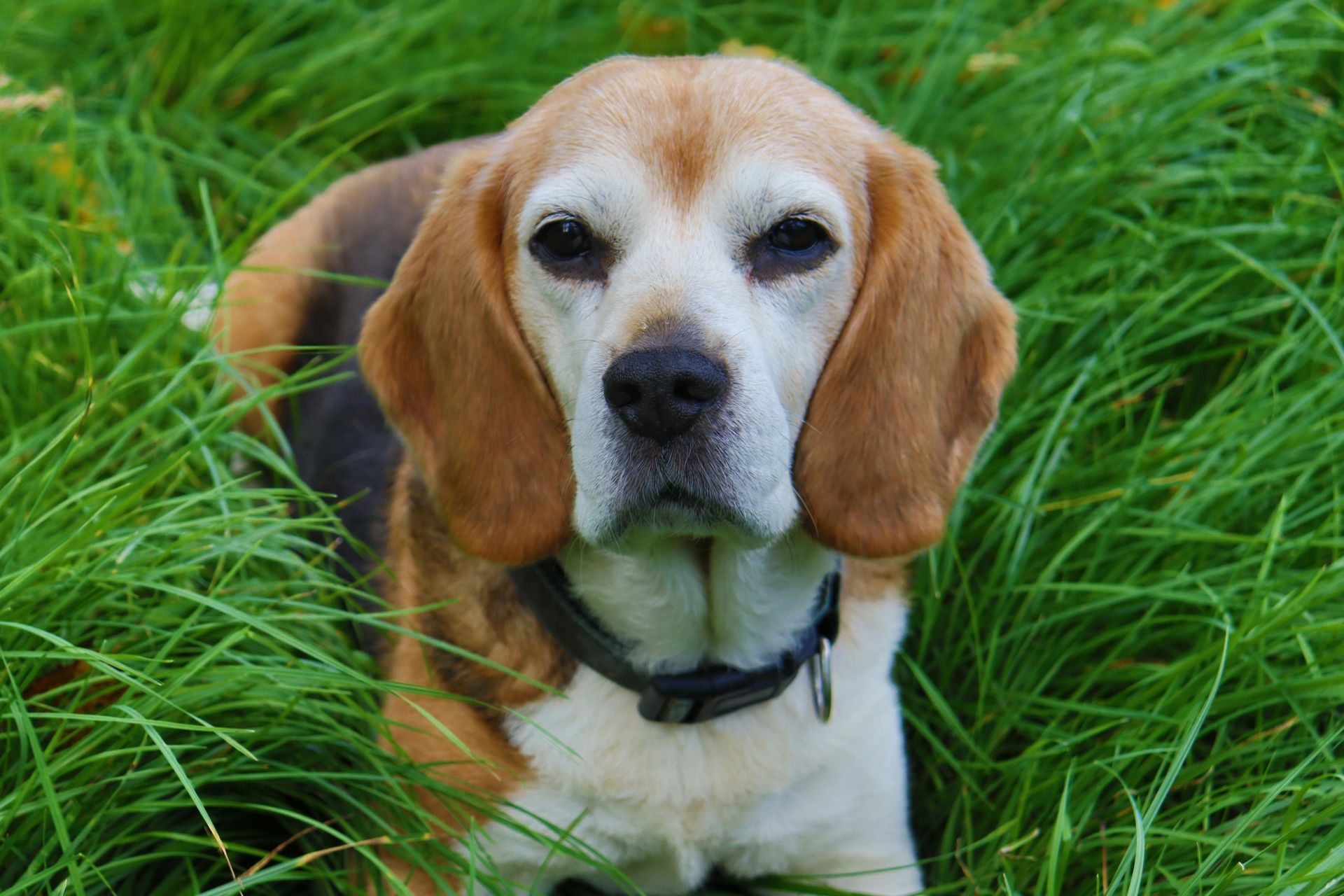 Fostering an Animal Hero