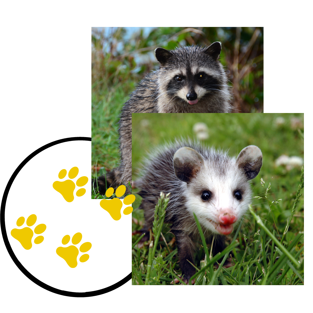 raccoon and opossum