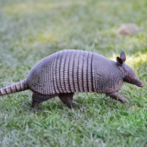 an armadillo is walking across a lush green field .