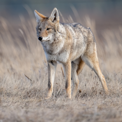 a coyote is standing in a field of tall grass looking at the camera .