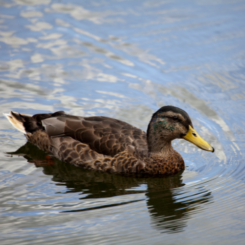 a mallard duck is swimming in a lake with a yellow beak .