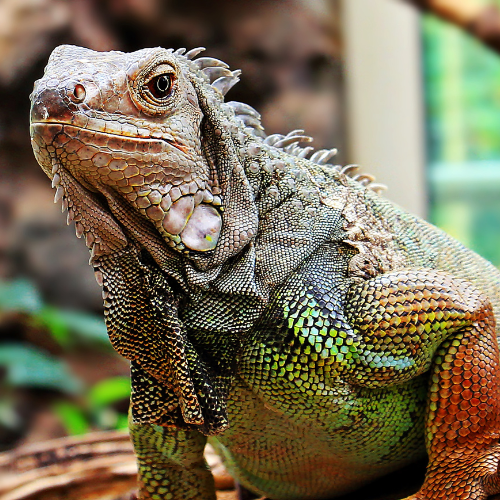a lizard is sitting on a branch and looking at the camera .