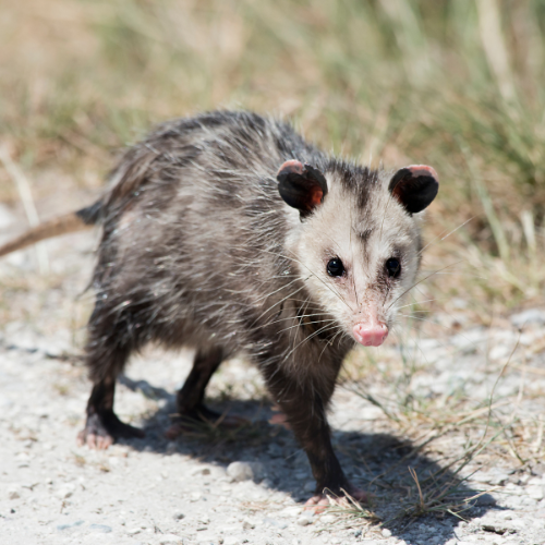 a small opossum is walking down a dirt road .