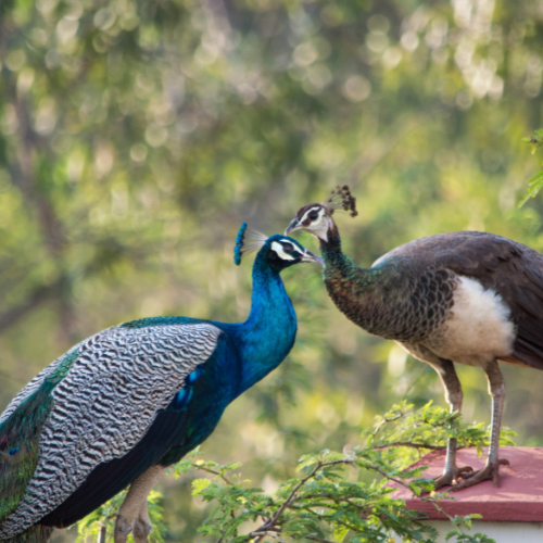 two peacocks are standing next to each other on a tree branch .