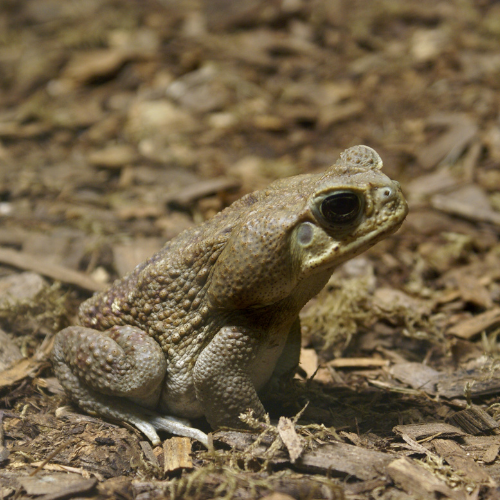 a toad is sitting on the ground looking at the camera .