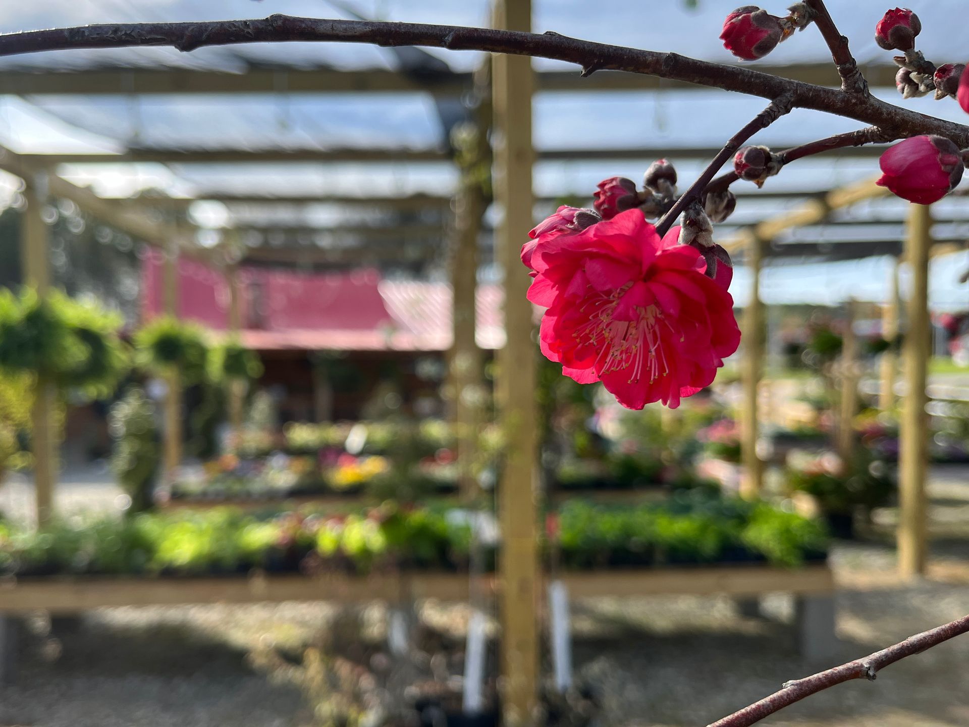 Close-up of a pink flower on a vine in a greenhouse nursery. Grasshopper Farms Knightdale, NC