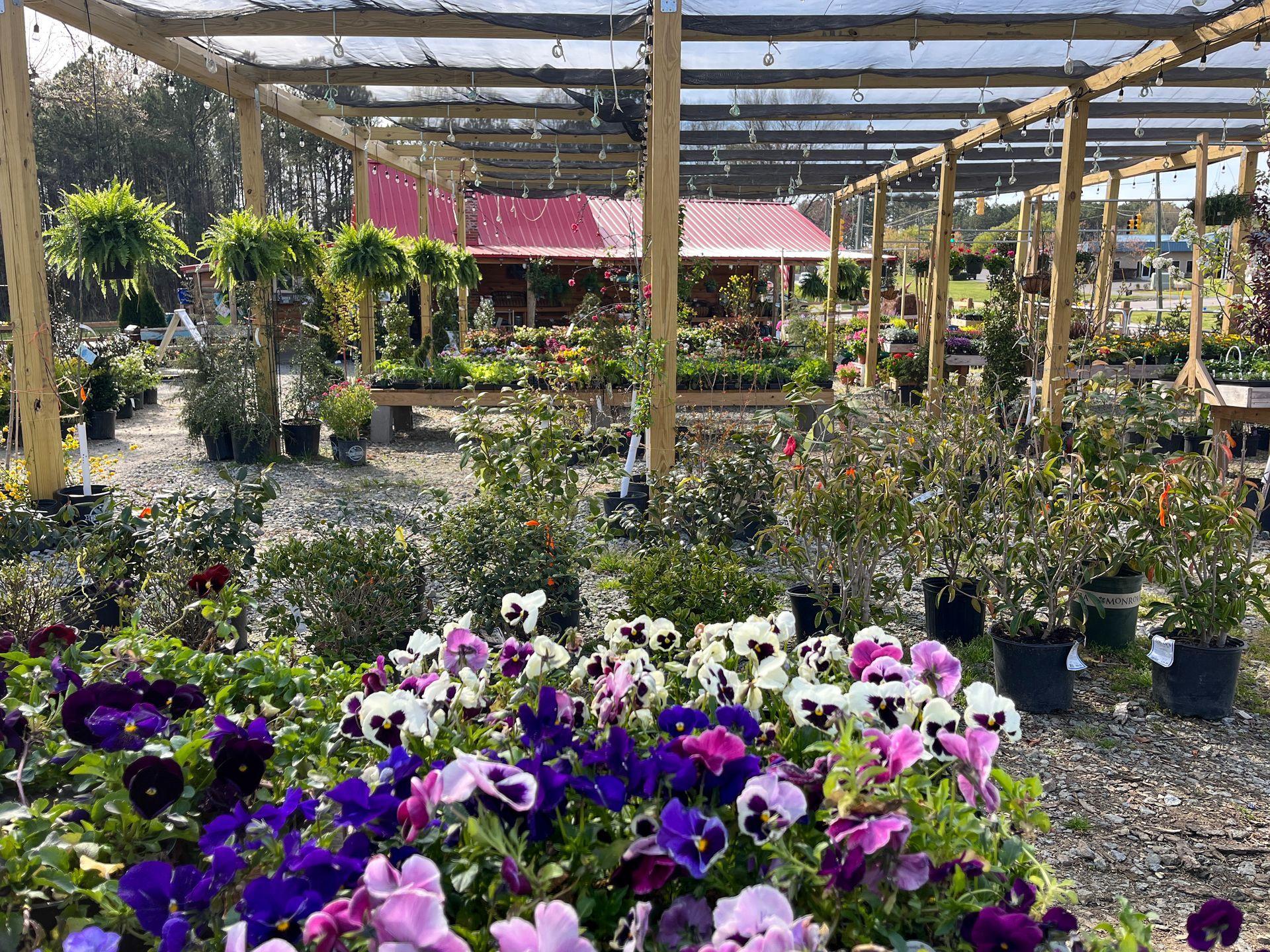 Colorful flowers in pots at a sunny plant nursery under a wooden shade structure. Grasshopper Farms Knightdale, NC