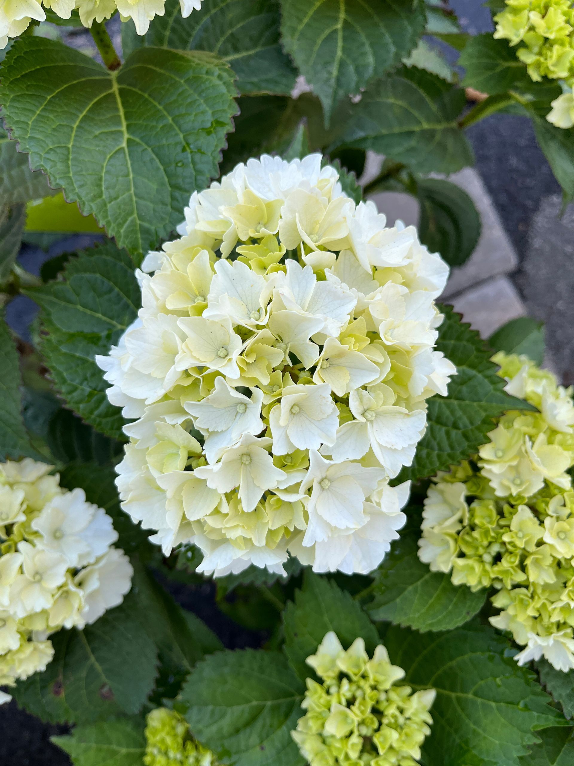 White hydrangea blooms among green leaves in a garden setting. Grasshopper Farms Knightdale, NC