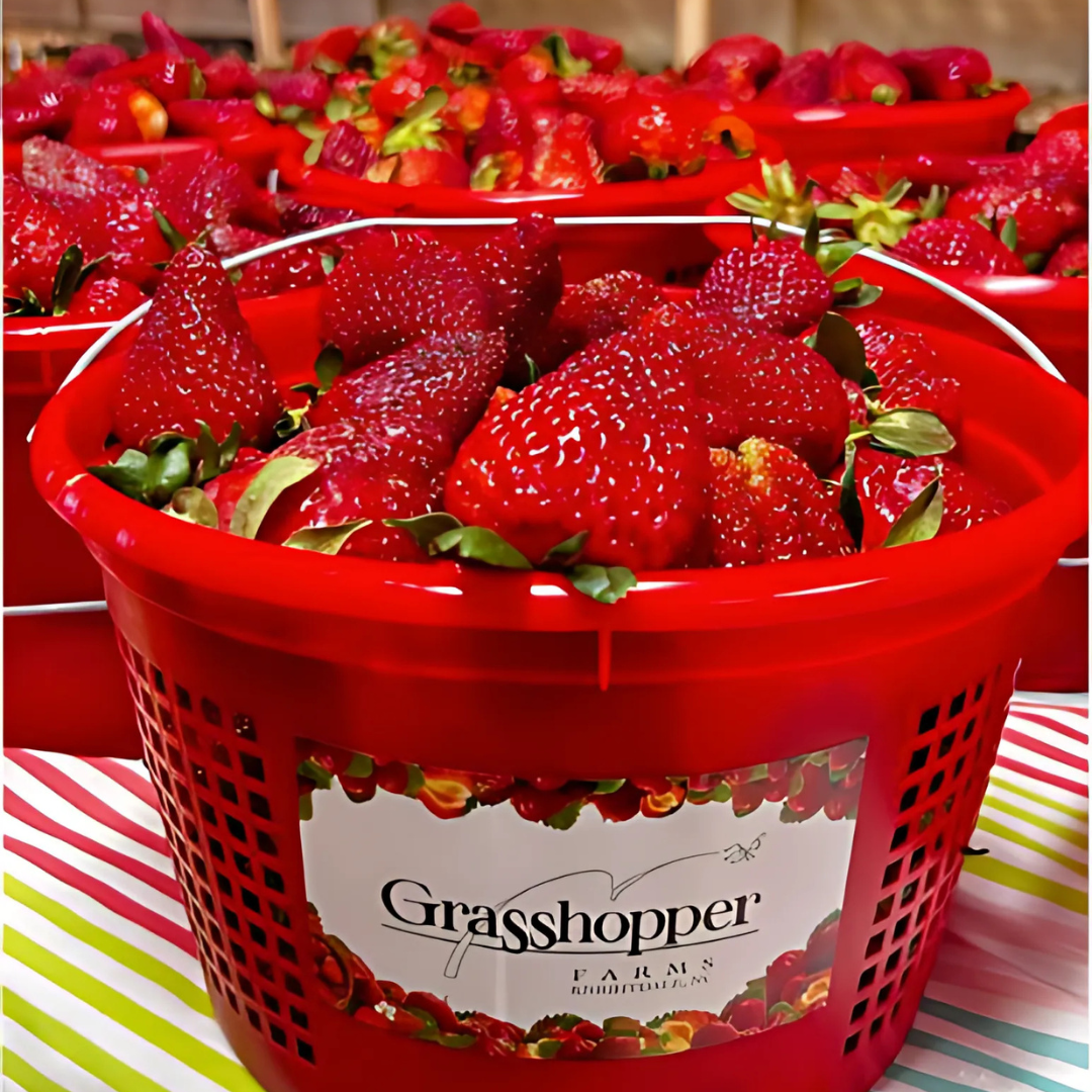 Red basket brimming with strawberries at a strawberry stand. Grasshopper Farms Knightdale, NC