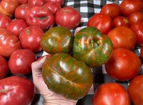 Hand holding two green-striped tomatoes among a pile of red tomatoes on a checkered cloth. Grasshopper Farms Knightdale, NC
